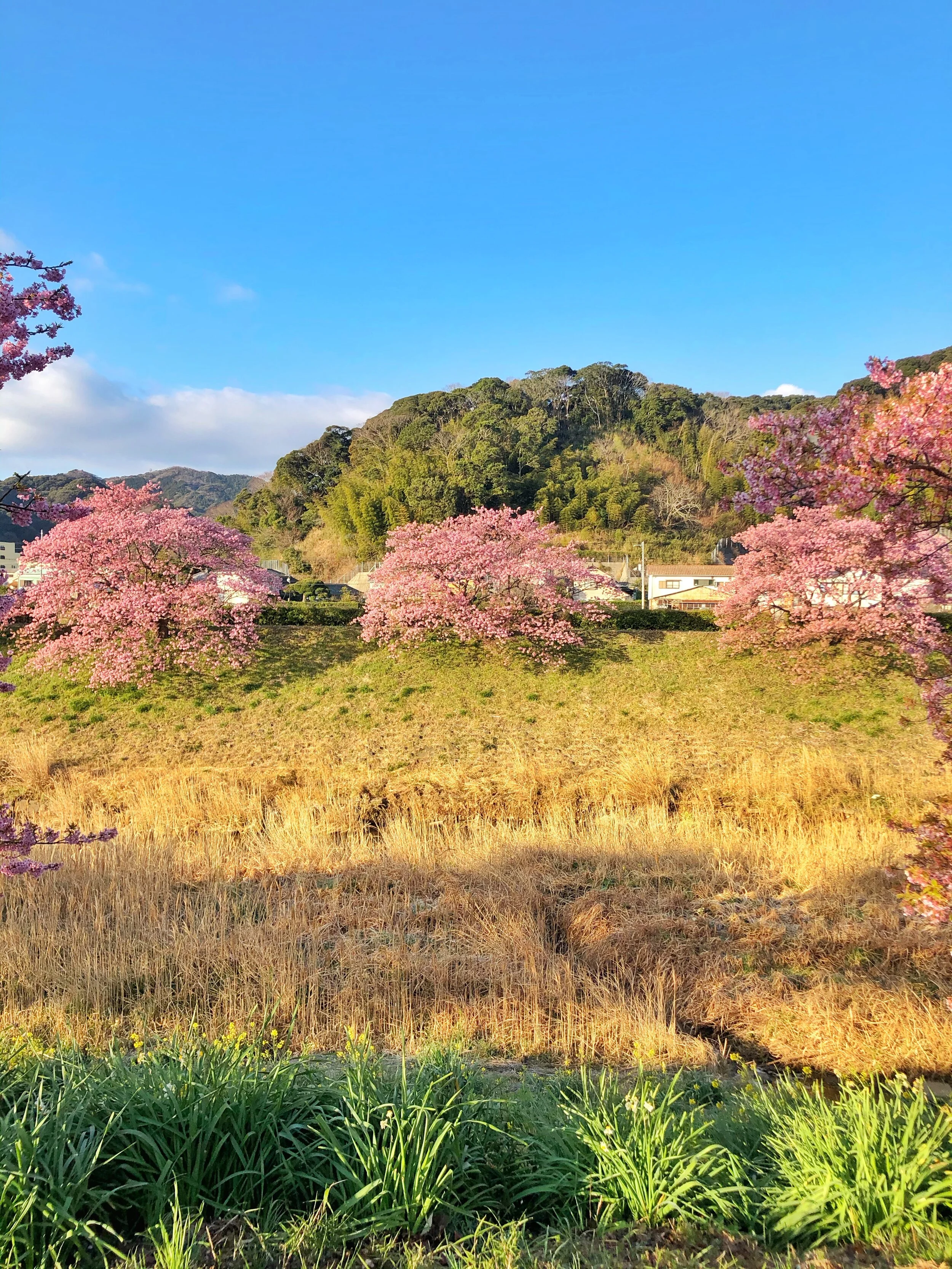 Minami Izu Cherry Blossoms — RYOKAN WANDERINGS
